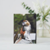 Patas monkey briefkaart (Staand voorkant)
