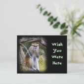 Patas Monkey Briefkaart (Staand voorkant)