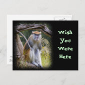 Patas Monkey Briefkaart (Voorkant / Achterkant)
