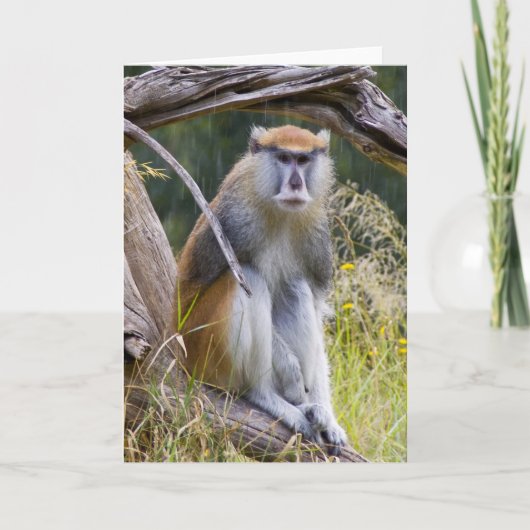 Patas Monkey Kaart (Voorkant)