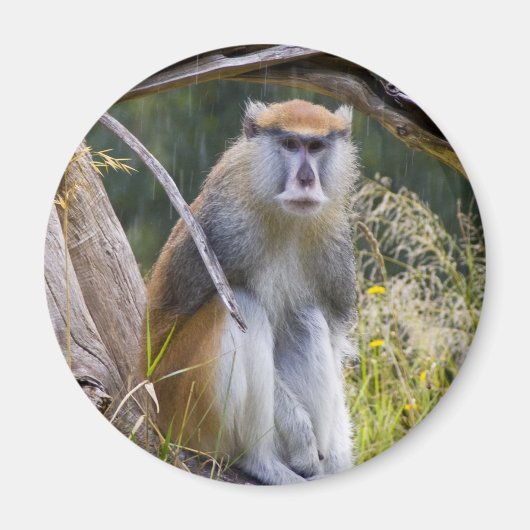 Patas Monkey Magneet (Voorkant)
