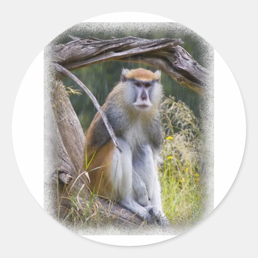 Patas Monkey Ronde Sticker (Voorkant)