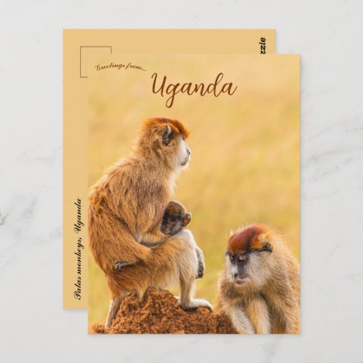 Patas Monkeys in Oeganda Briefkaart (Voorkant / Achterkant)