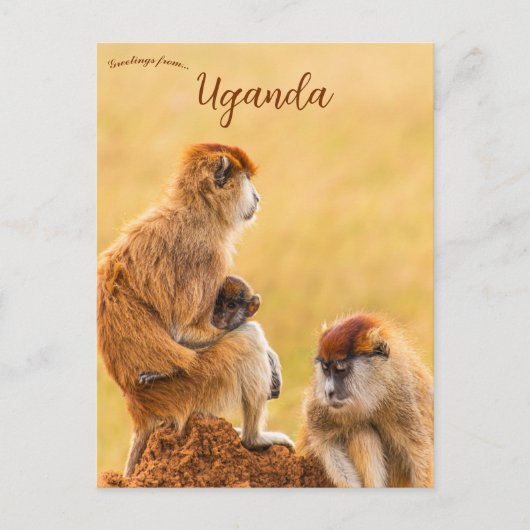 Patas Monkeys in Oeganda Briefkaart (Voorkant)