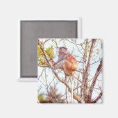 Patas zit in een boom magneet (Voorkant / Achterkant)