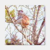 Patas zit in een boom magneet (Voorkant)