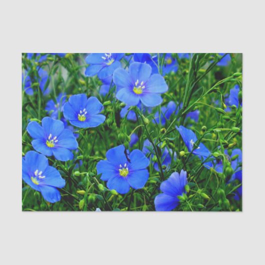 Patch of Blue Flax Linum Flowers-TISSUE WRAP PAPER Tissuepapier (Voorkant)