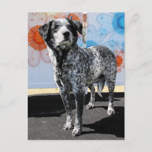 Patches - Blue Tick Pointer -1 Briefkaart (Voorkant)
