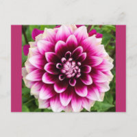 Patches Dahlia