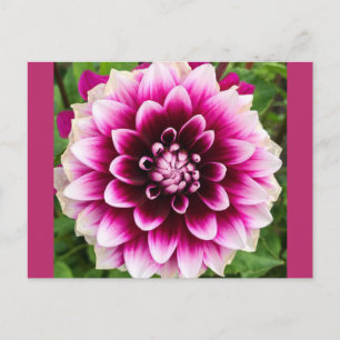 Patches Dahlia Briefkaart