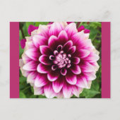 Patches Dahlia Briefkaart (Voorkant)