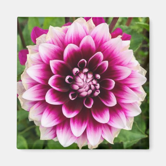 Patches Dahlia Magneet (Voorkant)