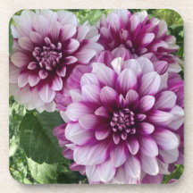 Patches Dahlia, prachtige Paarse bloem