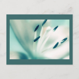 Patchouli Lily, bloem, sjabloon Briefkaarten nodig