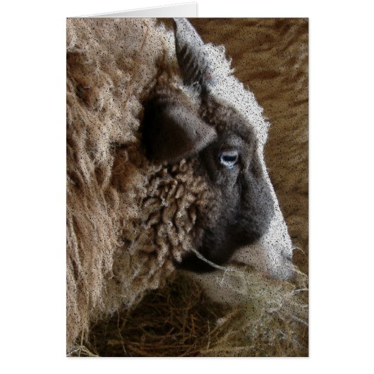 Patchwork Amy (Voorkant)