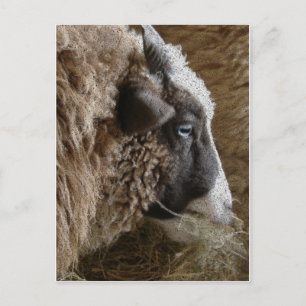 Patchwork Amy Briefkaart