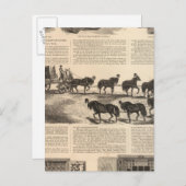 Patentkampioen haring Safes Briefkaart (Voorkant / Achterkant)