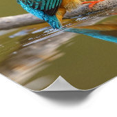 Patiënt Kingfisher op Branch - Riverbank Wildlife Poster (Hoek)