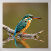 Patiënt Kingfisher op Branch - Riverbank Wildlife
