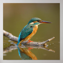 Patiënt Kingfisher op Branch - Riverbank Wildlife Poster