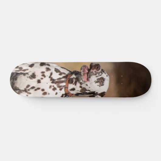 Patineta Perro Dálmata Sentado Al Aire Libre Persoonlijk Skateboard (Horizontaal)