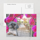 Patio Cafe Briefkaart (Voorkant / Achterkant)