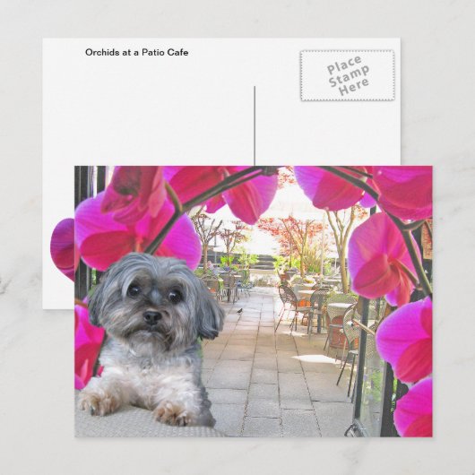 Patio Cafe Briefkaart (Voorkant / Achterkant)