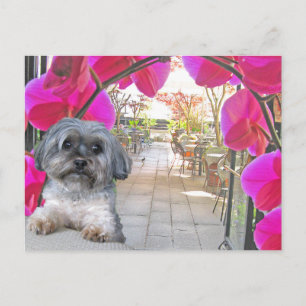 Patio Cafe Briefkaart