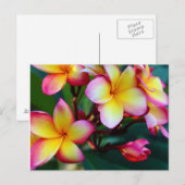 patriciapotluck blooming plumeria briefkaart (Voorkant / Achterkant)