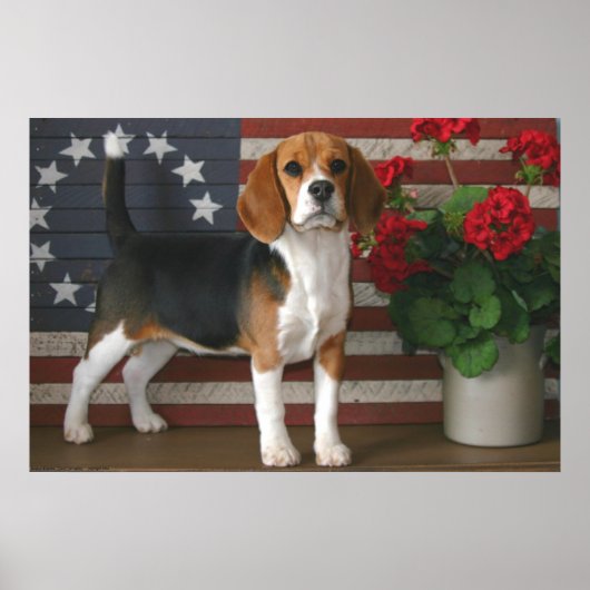 Patriotic Beagle Poster (Voorkant)