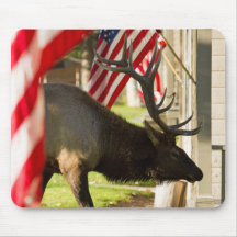 Patriotic Bull Elk Muismat