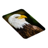 Patriottic Adult American Bald Eagle Magneet (Rechterzijde)
