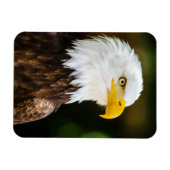 Patriottic Adult American Bald Eagle Magneet (Horizontaal)