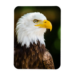Patriottic Adult American Bald Eagle Magneet