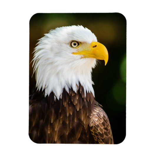 Patriottic Adult American Bald Eagle Magneet (Verticaal)
