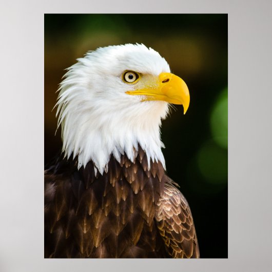 Patriottic Adult American Bald Eagle Poster (Voorkant)