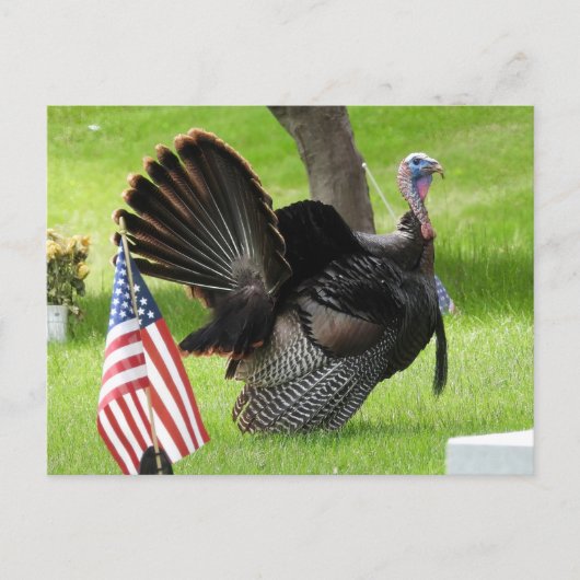 Patriottische kalkoen paradeert briefkaart (Voorkant)