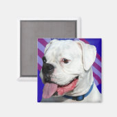 Patriottische witte boxer magneet (Voorkant / Achterkant)