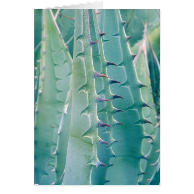 Patronen van een Agave plant (Voorkant)