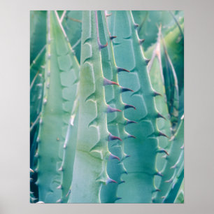 Patronen van een Agave plant Poster
