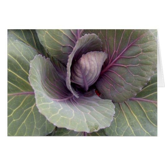 Patronen van Natuur (Voorkant Horizontaal)