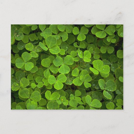 Patronen van natuur briefkaart (Voorkant)