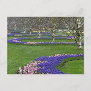 Patroon op de tulpen en de Hyacinth-bloemen van dr Briefkaart