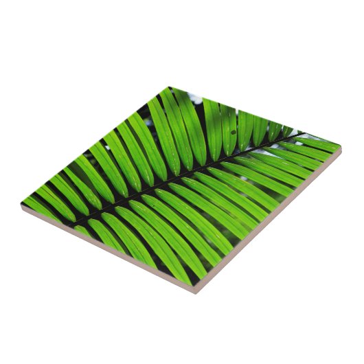 patroon van de bladeren van de fern tegeltje (Zijkant)