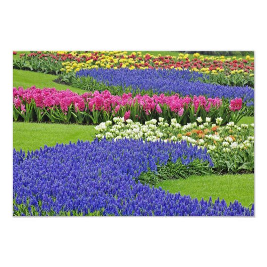Patroon van de Hyacinth van de Grafiek, tulpen, en Foto Afdruk (Voorkant)