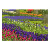 Patroon van de tulpen hyacinth en Grape Hyacinth Foto Afdruk (Voorkant)