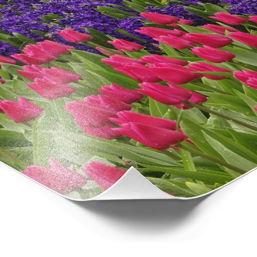 Patroon van de tulpen hyacinth en Grape Hyacinth Foto Afdruk (Hoek)