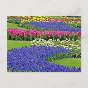 Patroon van druifhyacint, tulpen en 3 briefkaart