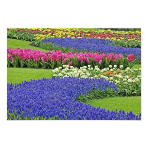Patroon van druifhyacint, tulpen en 3 foto afdruk