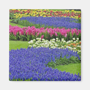 Patroon van druifhyacint, tulpen en 3 magneet